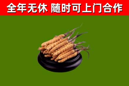 武邑县烟酒回收冬虫夏草.jpg